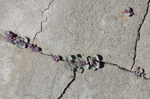 textless: textless: There aren’t a ton of plants in the Bisti Badlands, and the starkness is p