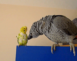 tootricky:  African grey parrot and budgie