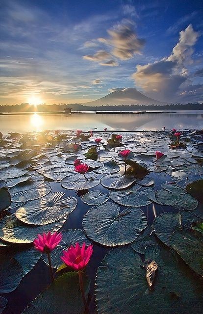 Pink water lilies catch the glow of sunrise at Sampaloc Lake, Laguna, Phillipines.