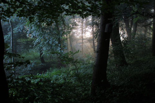 markus-h - a morning mood in the woods - to the light