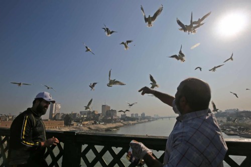 A man feeds gulls on a bridge across the Tigris River. Baghdad, Iraq. Photograph: Ahmad Al-Rubaye