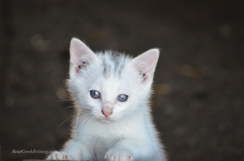 Kittens at Bear Creek