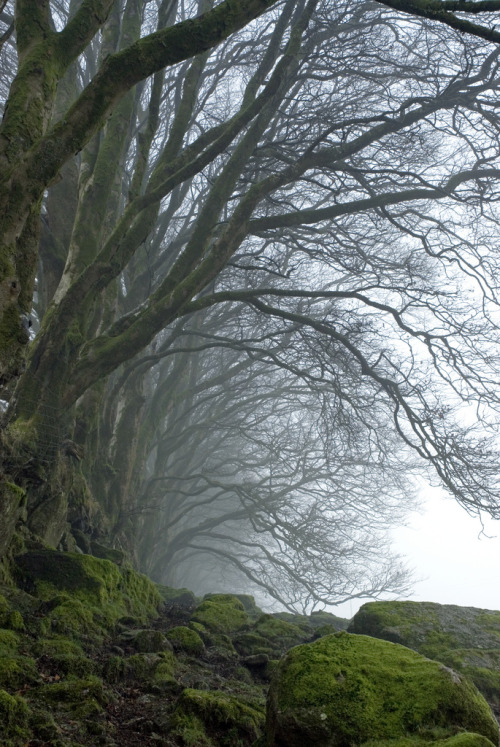 Spooky trees by Sean &hellip; on Flickr.