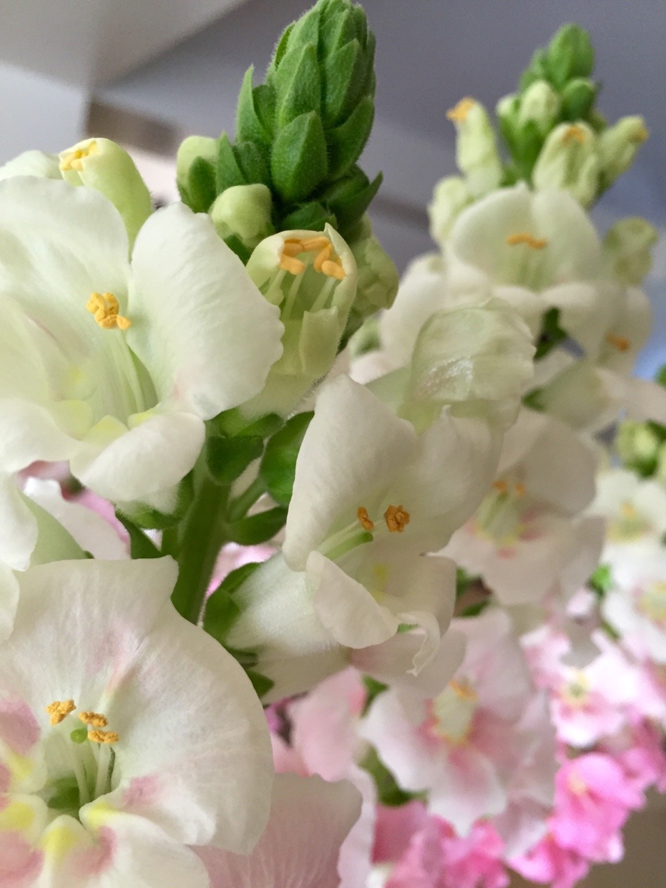bahmbied:  bahmbied:  gladiolas bought for my mom on valentine’s day  Please don’t