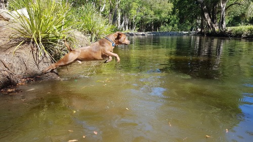 Bear jumping into the water after a ball. So much fun.