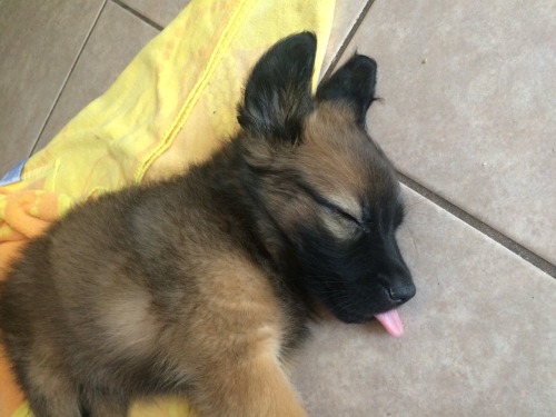 zacklover24:itshaejinju:down-on-skid-row:kodalinarry:apparently, tongue out is the best way to sleep