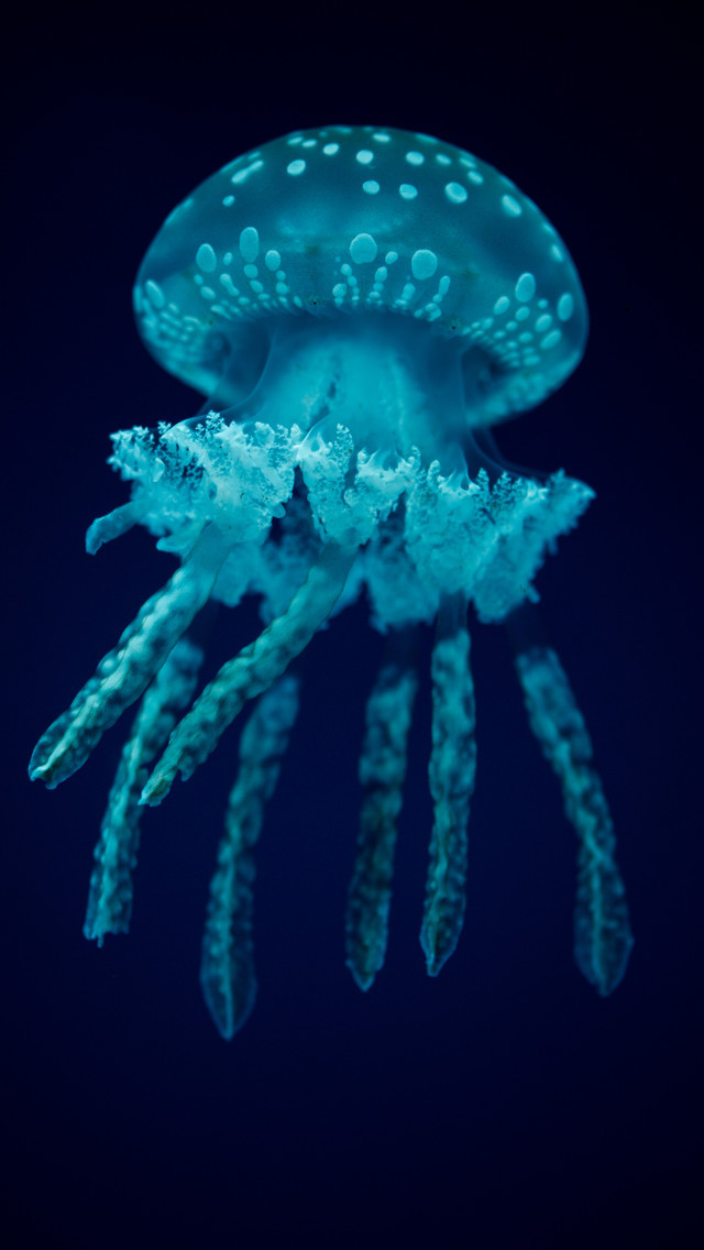 iPhone 5 Wallpapers (Spotted Jellyfish Wallpaper for iPhone 5)