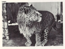 warningdontreadthis:  This is a Leopan, it’s