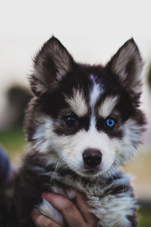 protect-and-love-cats:  Huskies are adorable