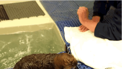 macpye: megcarr13: buzzfeed: thesamiproject: This Rescued Baby Otter Will Shock You With Its Fluffin