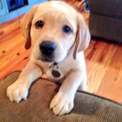 mtchstrr:  sqauts-and-other-stupid-shit:  awwww-cute:  The face she gives me when she wants to get on the couch  Nooo  That puppy should be allowed on the couch. 