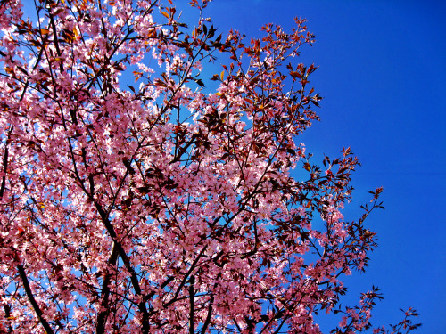 #SPRINGA picture of the first blooming tree I found here in Finland.  ✿ ✿ ✿