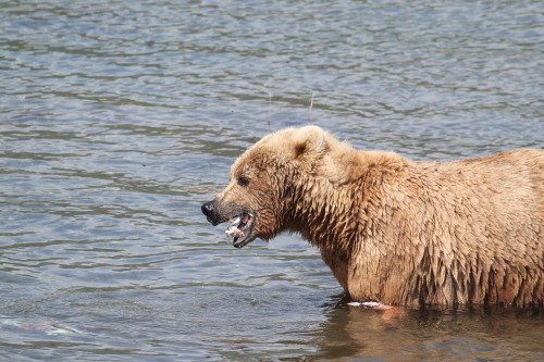 highways-are-liminal-spaces: The Brown Bears of Brooks Falls, Katmai National Park, Alaska (part II)
