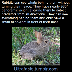 ultrafacts:   The eyes are placed high and