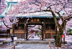 Japanlove:  Sakura At Yutenji By Cads On Flickr.