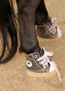 sansserifaster:  wintersrealblog:  ikedathenekoborn:  @emkaymlp  talk about horse shoes.  he boot perfect size for he got dam feet 