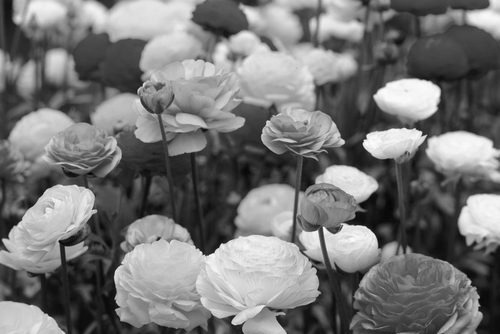 aromatist: Emilyaflower on weheartit
