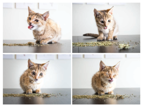 orbeavariegata:Cats High On Catnip x