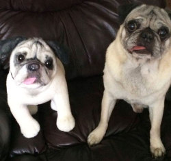 odditymall:  This service called Cuddle Clones will make a stuffed animal version of your dog or cat from a picture you send them, which surprisingly look quite realistic. http://odditymall.com/cuddle-clones-make-your-dog-into-a-stuffed-animal 