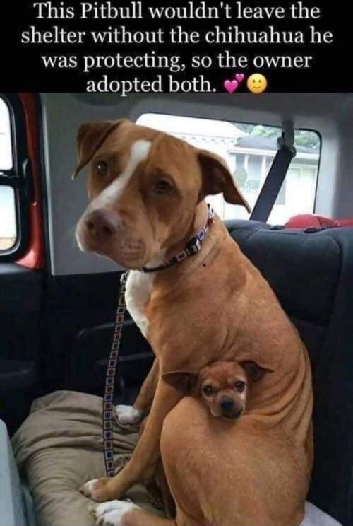 🐾🐾❤