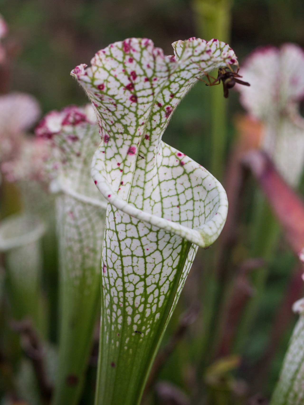 wire-man:  Fall pitchers on my Sarracenia.  Top to bottom: -S. alata Tyler County,