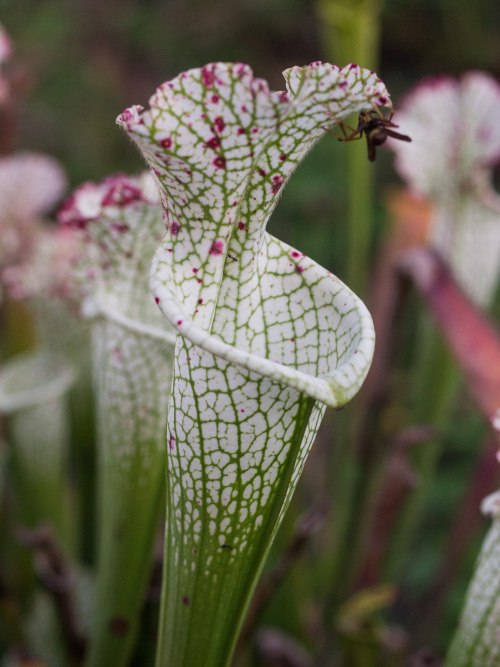 Porn wire-man:  Fall pitchers on my Sarracenia. photos