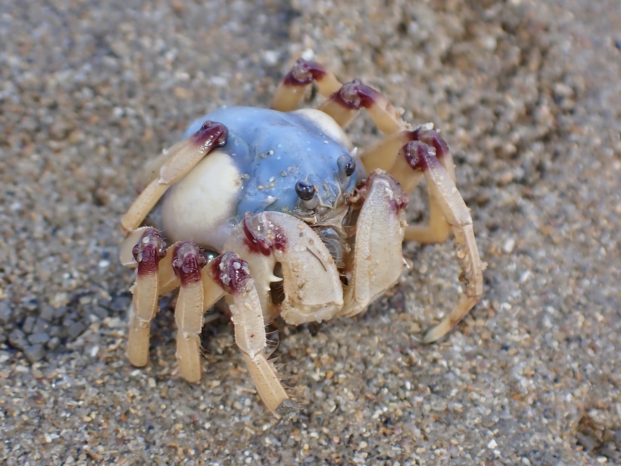 daily-crabbys:devotedgossamerwriter:daily-crabbys:Today&rsquo;s crab is: little