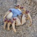 daily-crabbys:devotedgossamerwriter:daily-crabbys:Today&rsquo;s crab is: little