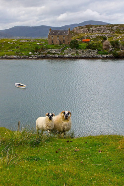 serendipitousgirl:  Isle of Harris, Outer Hebrides, Scotland  ok&hellip;okay seriously&hellip;ICP Sheep anyone??? IT CAN&rsquo;T JUST BE ME! XD