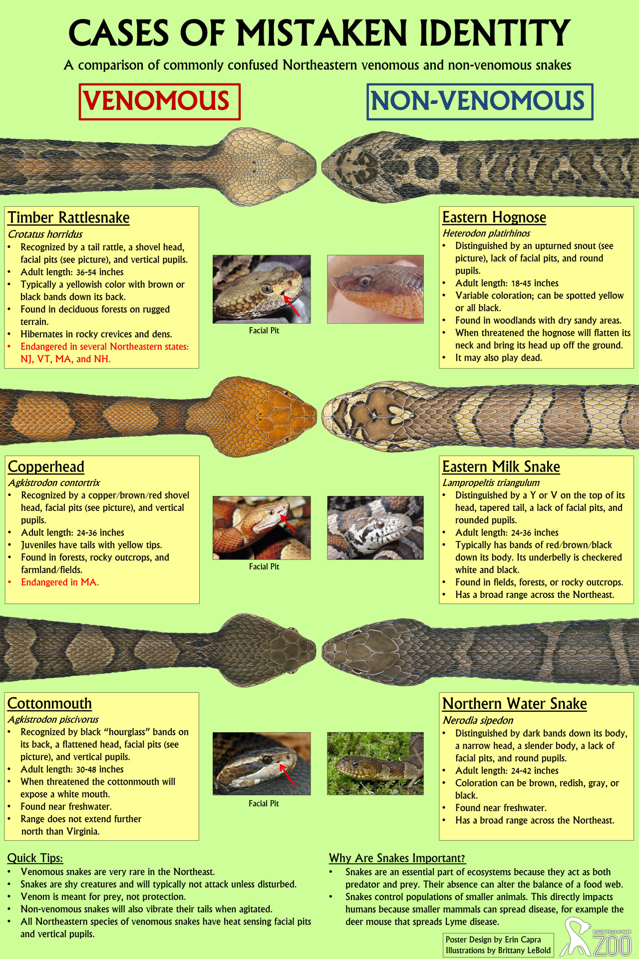 leboldillustrations:
“Cases of Mistaken Identity
I’m so excited to share with you the final version of the snake poster I provided illustrations for. The Roger Williams Zoo is working to help educate the public about these common mistaken identities...