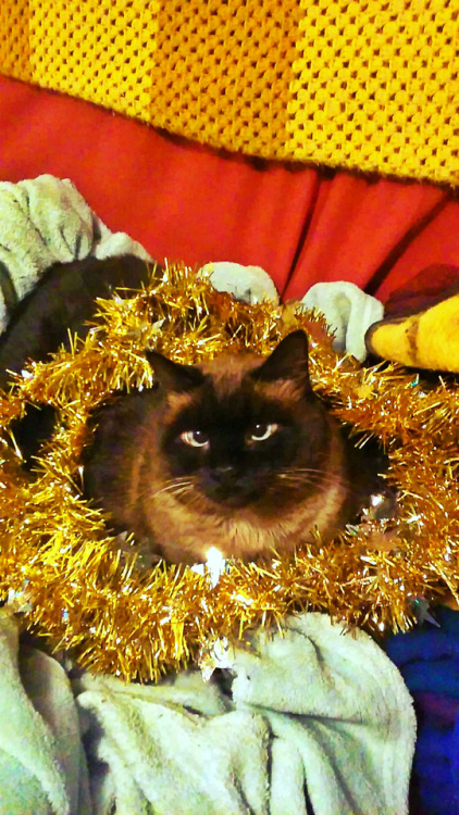 lady-of-rohan:  MERRY CHRISTMAS FROM DRAKE AND MING