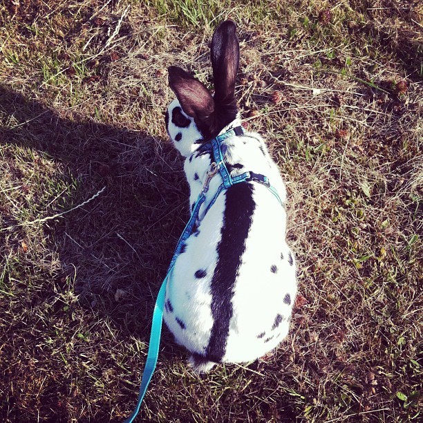 cerbear:  Mr. Penny and I are having a pretty sweet day. #bunny #harness #walk #sunshine