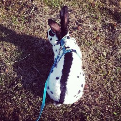cerbear:  Mr. Penny and I are having a pretty sweet day. #bunny #harness #walk #sunshine #petsofinstagram  #bunniesofinstagram