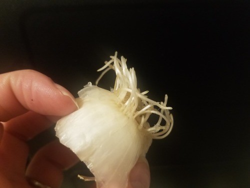 I put the root end of a store bought white onion I ate into some water and it’s growing quite 