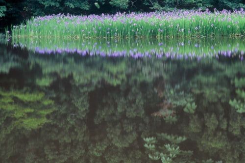 thekimonogallery: oldtimejapan: 滋賀県高島市平池に自生する菖蒲   撮影 大津敏   Shooting irises growing in