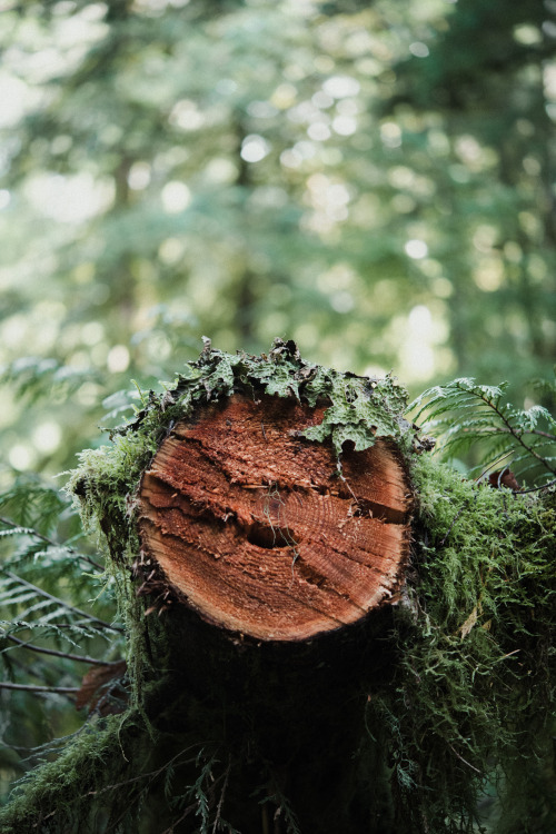 millivedder: Log with a hairdo