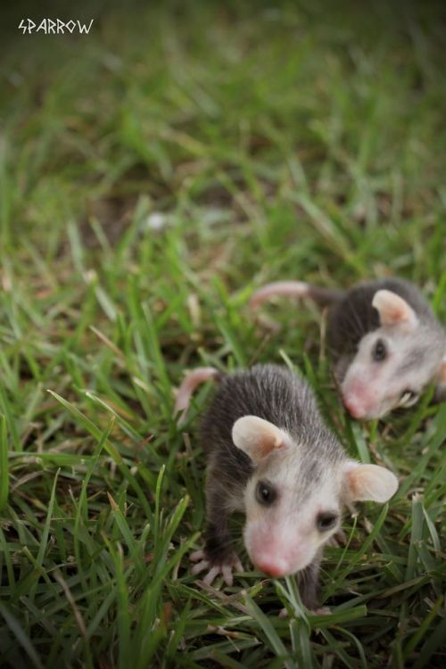 featherling:  forestgoddesscreations:  Zahara and Rosemary, two of the 7 baby opossums I raised.  I&