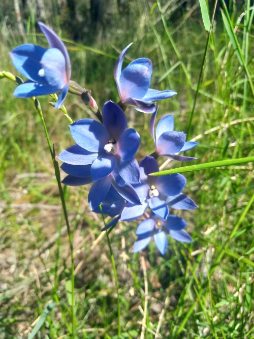 (Thelymitra media) Tall Sun-orchid, Mardan, Victoria, Australia