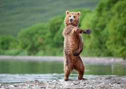 animal-factbook:  Although usually only performed at BEAR-thdays and BEAR Mitztvahs, the favorite dance of bears is the macarana. Rarely do they do it out in public, but on occasion they can be spotted practicing their sick dance moves.