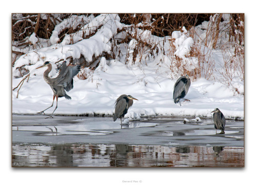Great Blue Herons (Ardea herodias) wintering on the Thames River, London, Ontario, Canada. 2010There