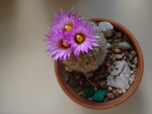 deanschlichting: Escobaria vivipara var. bisbeeana, Bisbee spinystar