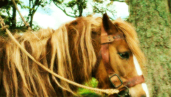 thorinsbeard:  30 Day Tolkien Challenge:  Day 11: Favorite horse? Pretty much all of them  