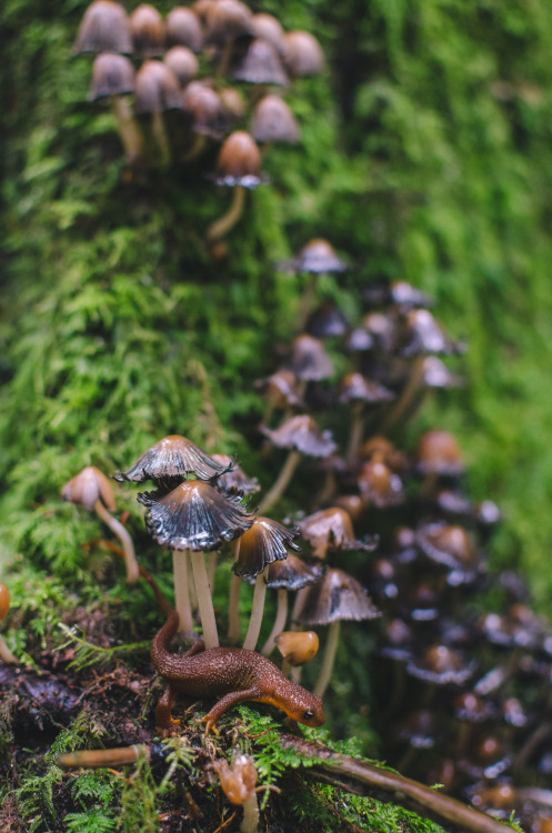 Fairytail Fungus
