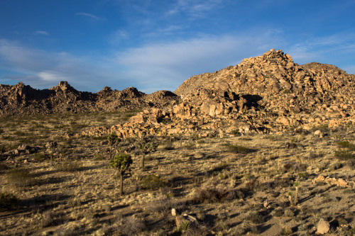 Joshua Tree National Park.