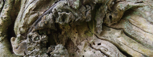 This fencepost was actually a live, in-situ oak tree which had fencing wire looped around it. You ca