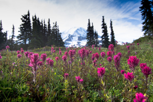 Mt Rainier wildflowers by tweetsandchirps