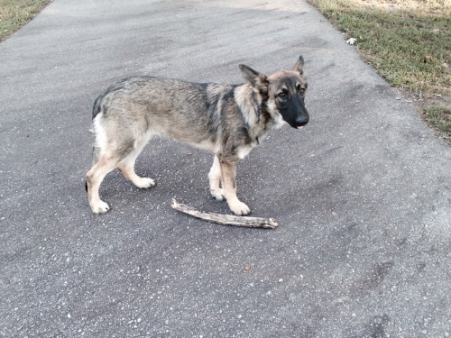 handsomedogs:  Beautiful shep pup across the street. And her stick.