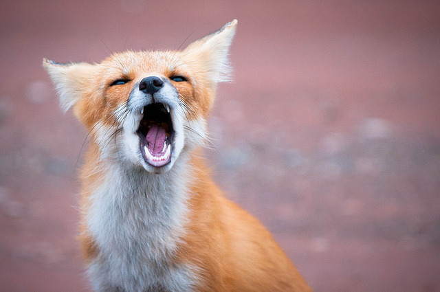 thecatdogblog:  PEI Red Fox by Insight Imaging: John A Ryan Photography on Flickr.