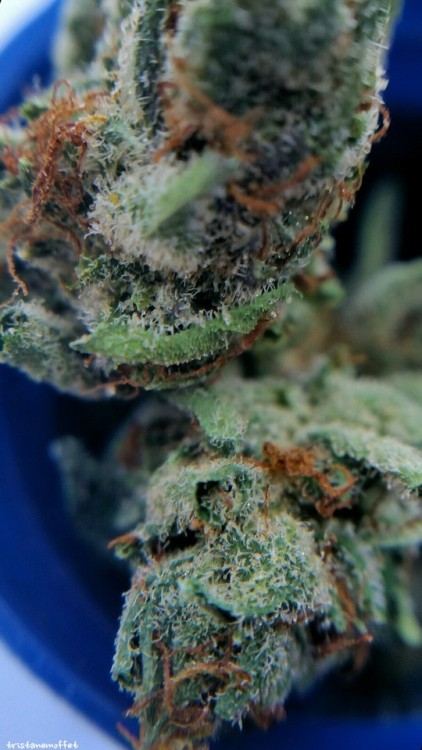 tristanemoffet:Alien Dawg