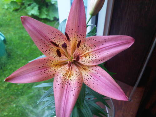 dpotslinger:I grew this lily in my house. I stayed inside all day and watched this bloom open. Such 